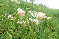 Cuphophyllus virgineus