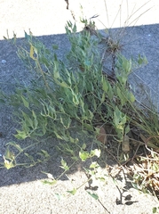 Acleisanthes longiflora