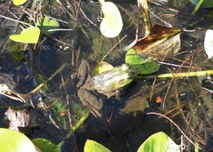 Lithobates grylio
