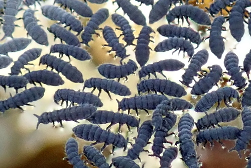 Seashore Springtail, photo 6 of 8