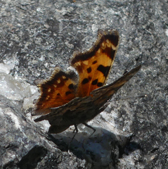 Polygonia faunus
