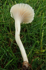 Cuphophyllus virgineus