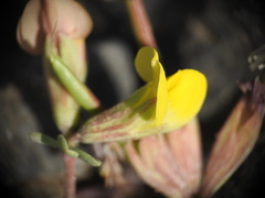 Lotus cytisoides