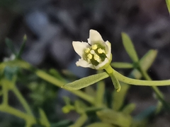 Thesium divaricatum