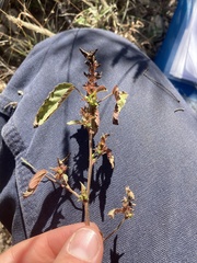 Acalypha neomexicana