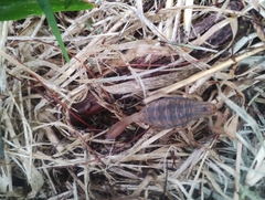 Centruroides limpidus