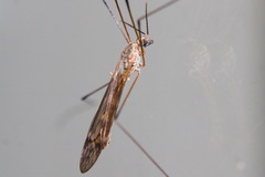 Tipuloidea