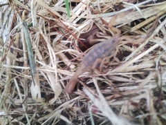 Centruroides limpidus