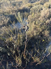 Allocasuarina muelleriana
