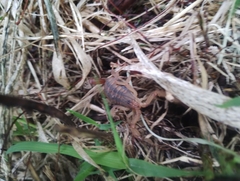 Centruroides limpidus