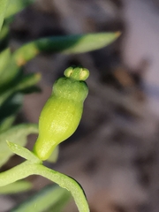 Thesium divaricatum