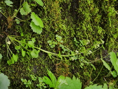 Cochlearia pyrenaica