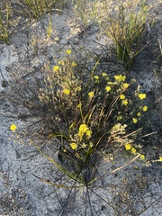 Allocasuarina muelleriana