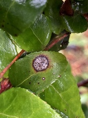 Phyllosticta vaccinii