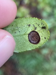 Phyllosticta vaccinii