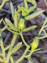 Thesium divaricatum