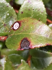 Phyllosticta vaccinii