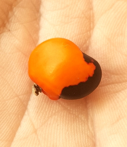 Ormosia arborea, photograph 1