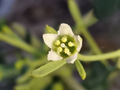 Thesium divaricatum