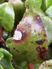 Phyllosticta vaccinii