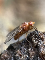Dryomyza