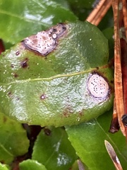 Phyllosticta vaccinii