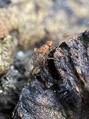 Dryomyza
