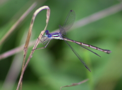 Lestes disjunctus