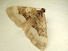 Epirrhoini