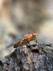Dryomyza