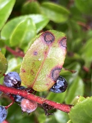 Phyllosticta vaccinii