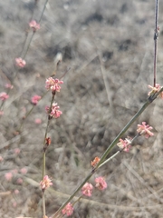 Eriogonum elongatum