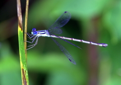 Lestes disjunctus