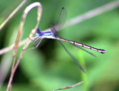 Lestes disjunctus
