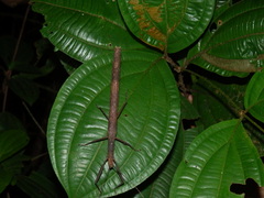 Metriophasma baculus