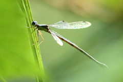 Lestes disjunctus