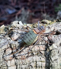 Lluciapomaresius anapaulae