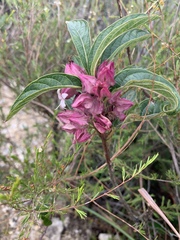 Clerodendrum fortunatum