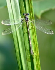 Lestes disjunctus