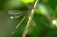 Lestes disjunctus