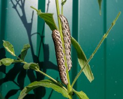 Proserpinus proserpina