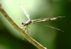 Lestes disjunctus