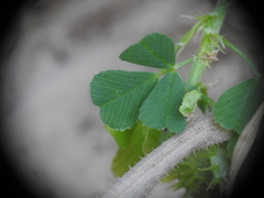 Medicago polymorpha