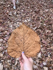 Aristolochia macrophylla