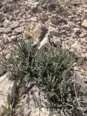 Hebecarpa macradenia