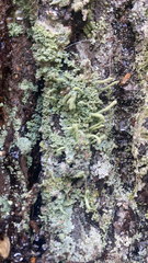 Cladonia coniocraea