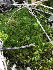 Ptychostomum pseudotriquetrum