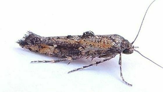 Epermenia albapunctella