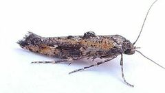 Epermenia albapunctella