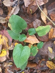 Pulmonaria officinalis